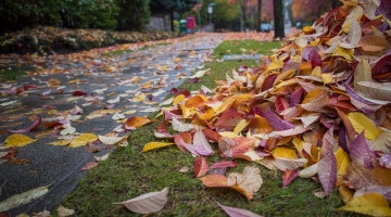 Autumn leaves in a pile aside an asphalt walkway