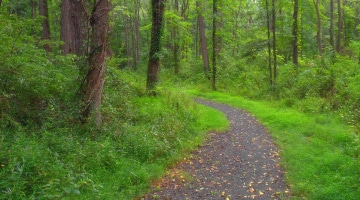 A tree-lined walking path in a Pennsylvania public park