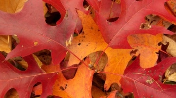 a pile of scarlet oak leaves