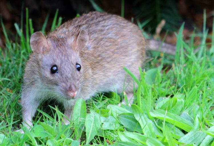 A brown rat standing in a lawn.