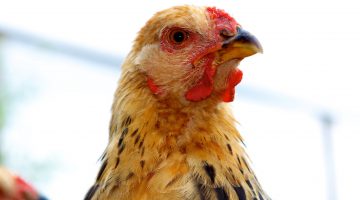 a close-up of a chicken