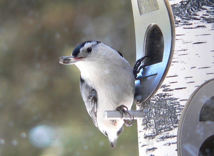 A white-breasted nuthatch at a birdfeeder.